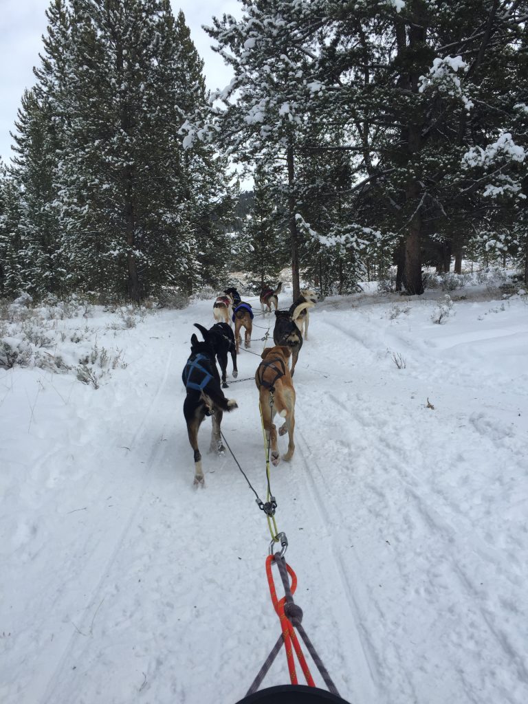 A team of sled dogs pulling a sled through a snowy forest trail, showcasing their strength and agility in winter conditions.