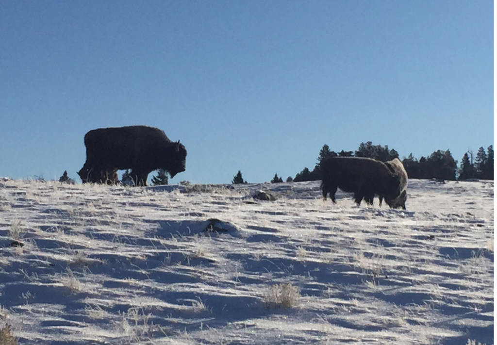A group of buffalo on a snowy hill Description automatically generated