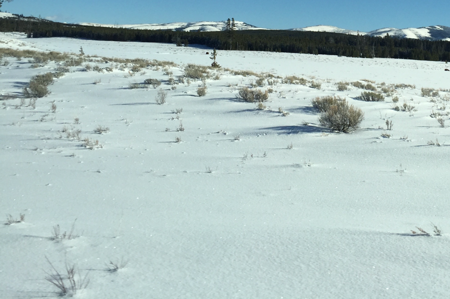 A snowy field with bushes and trees Description automatically generated