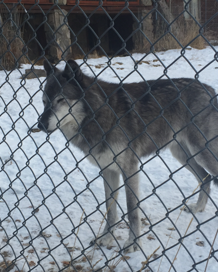 A wolf standing behind a fence Description automatically generated